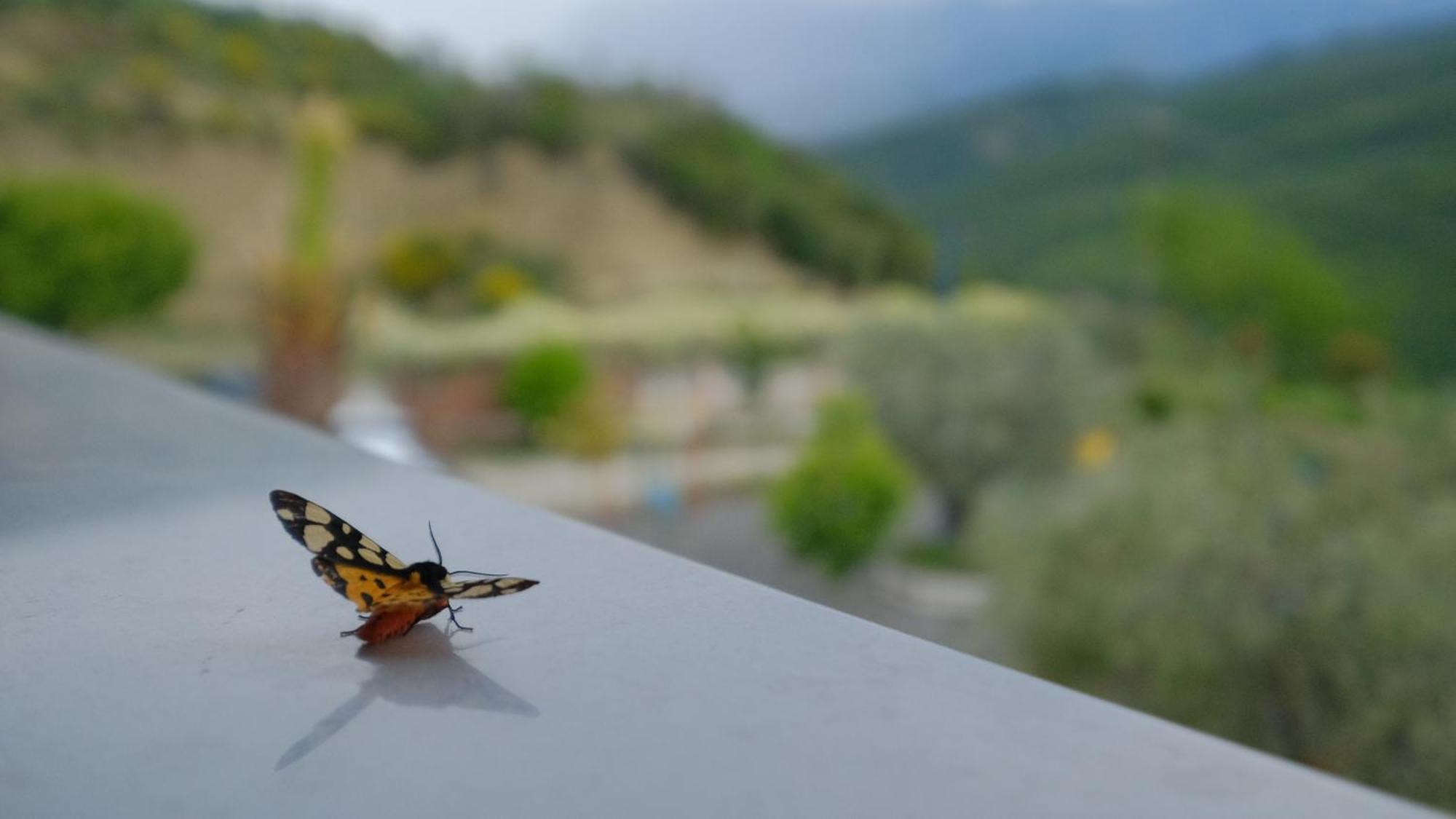 Salillari Guest House Berat Exterior photo